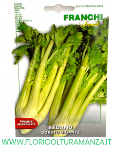 SEDANO DORATO GIGANTE