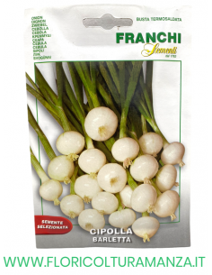 CIPOLLA BARLETTA