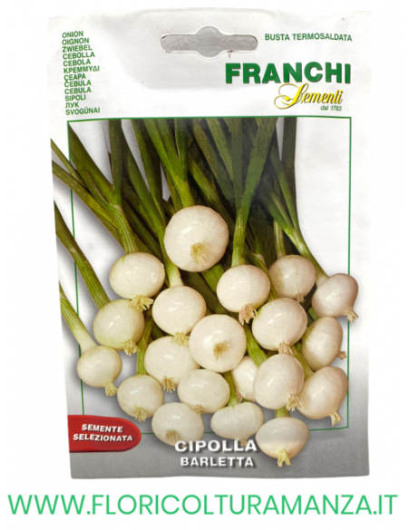 CIPOLLA BARLETTA