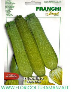 ZUCCHINO GENOVESE