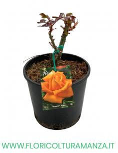 ROSA CESPUGLIO RIFIORENTI ARANCIO CHIARO