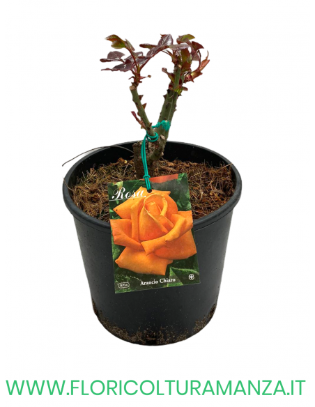 ROSA CESPUGLIO RIFIORENTI ARANCIO CHIARO