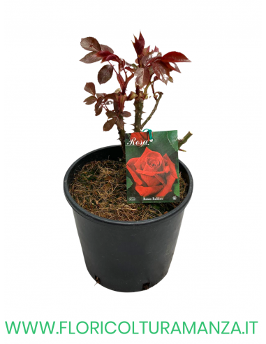 ROSA CESPUGLIO RIFIORENTI ROSSO RUBINO