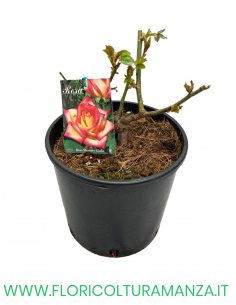 ROSA CESPUGLIO RIFIORENTI ROSA SFUMATO GIALLO