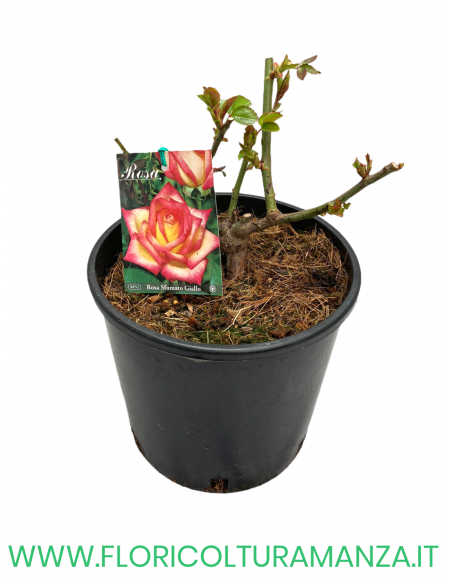 ROSA CESPUGLIO RIFIORENTI ROSA SFUMATO GIALLO