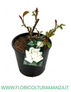 ROSA CESPUGLIO RIFIORENTI BIANCO NEVE