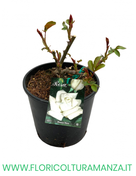 ROSA CESPUGLIO RIFIORENTI BIANCO NEVE