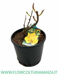 ROSA CESPUGLIO RIFIORENTI GIALLO ORO