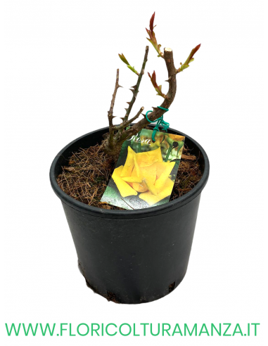 ROSA CESPUGLIO RIFIORENTI GIALLO ORO