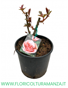 ROSA CESPUGLIO RIFIORENTI ROSA TENERO