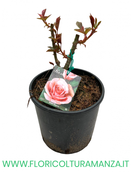ROSA CESPUGLIO RIFIORENTI ROSA TENERO