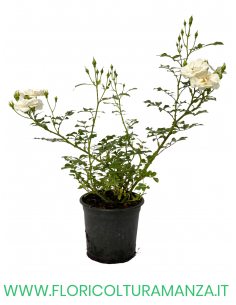 ROSE TAPPEZZANTI BIANCA