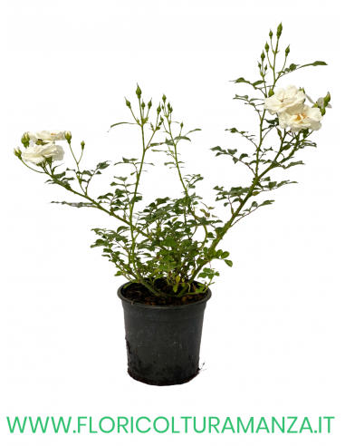 ROSE TAPPEZZANTI BIANCA