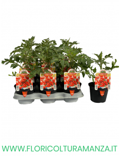 POMODORO DATTERINO LOBELLO