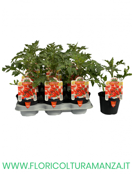 POMODORO DATTERINO LOBELLO