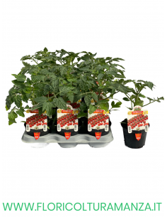 POMODORO CILIEGINO STRILLO