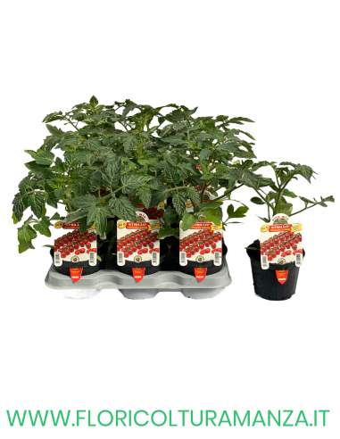 POMODORO CILIEGINO STRILLO