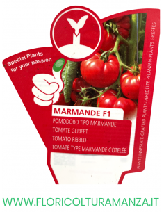 POMODORO INNESTATO MARMANDE F1 2