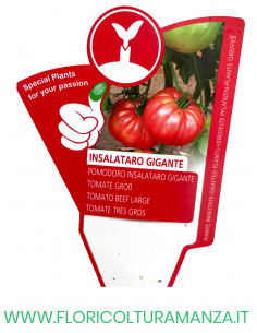 POMODORO INNESTATO INSALATARO GIGANTE 2