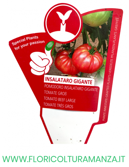 POMODORO INNESTATO INSALATARO GIGANTE