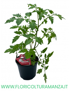 POMODORO INNESTATO TONDINO F1
