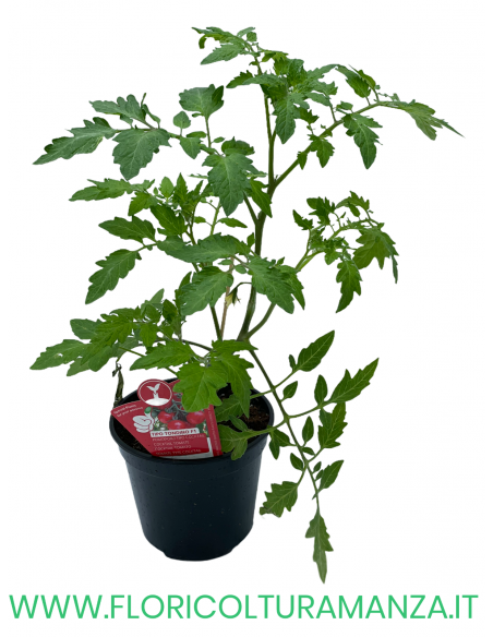 POMODORO INNESTATO TONDINO F1