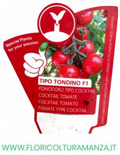 POMODORO INNESTATO TONDINO F1 2