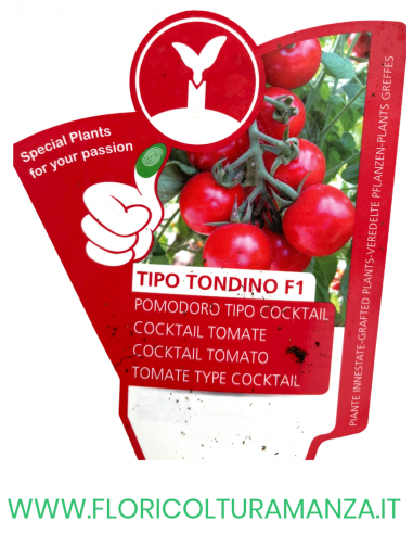 POMODORO INNESTATO TONDINO F1