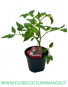 POMODORO INNESTATO SAN MARZANO F1