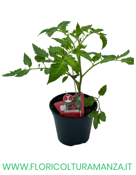 POMODORO INNESTATO SAN MARZANO F1