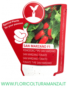 POMODORO INNESTATO SAN MARZANO F1 2