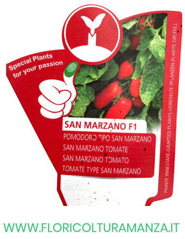 POMODORO INNESTATO SAN MARZANO F1