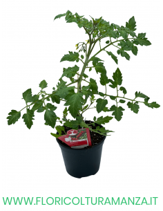 POMODORO INNESTATO DATTERINO