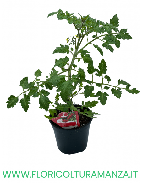 POMODORO INNESTATO DATTERINO