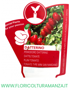 POMODORO INNESTATO DATTERINO 2