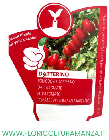 POMODORO INNESTATO DATTERINO