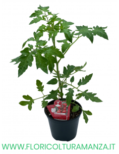 POMODORO INNESTATO GRAPPOLO F1