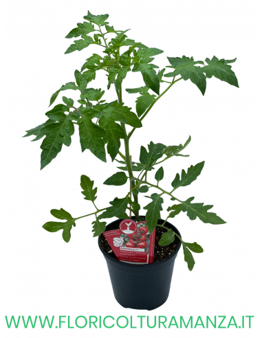 POMODORO INNESTATO GRAPPOLO F1