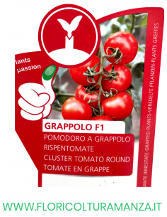POMODORO INNESTATO GRAPPOLO F1 2