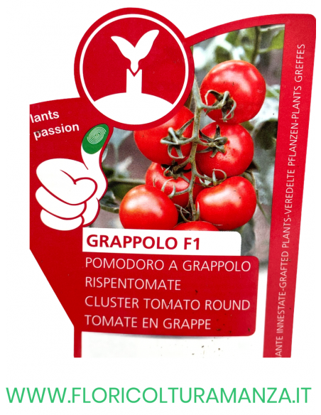 POMODORO INNESTATO GRAPPOLO F1