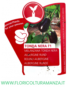 MELANZANA INNESTATA TONDA NERA F1 2