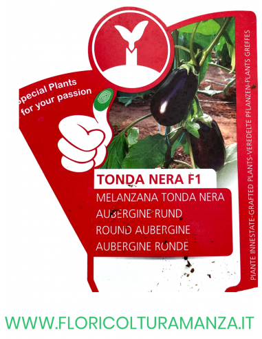 MELANZANA INNESTATA TONDA NERA F1