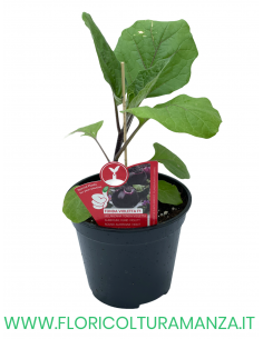 MELANZANA INNESTATA TONDA VIOLETTA F1