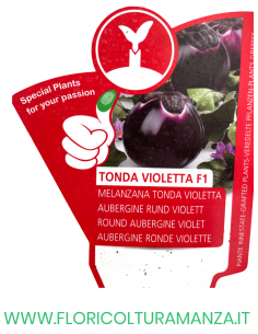 MELANZANA INNESTATA TONDA VIOLETTA F1 2
