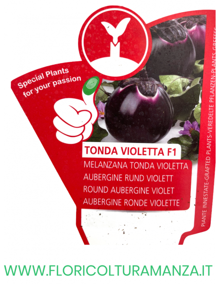 MELANZANA INNESTATA TONDA VIOLETTA F1