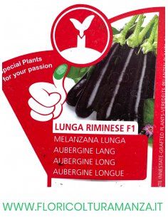 MELANZANA INNESTATA LUNGA RIMINESE F1 2