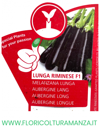 MELANZANA INNESTATA LUNGA RIMINESE F1