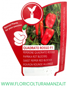 PEPERONE INNESTATO QUADRATO ROSSO F1 2