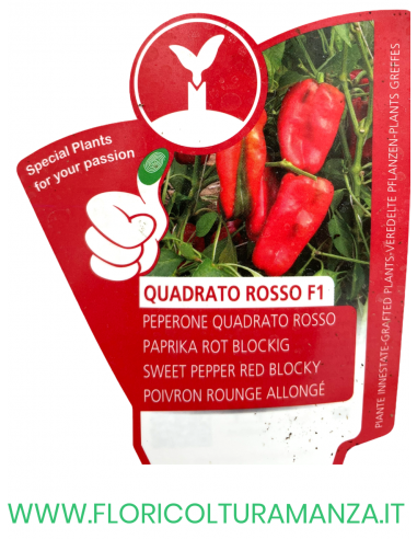 PEPERONE INNESTATO QUADRATO ROSSO F1