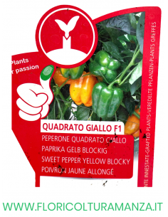 PEPERONE INNESTATO QUADRATO GIALLO F1 2